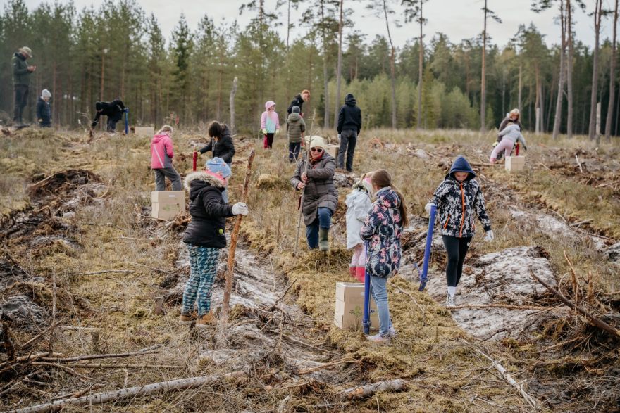 Foto: Allažu pagastā radies hektārs jauna meža