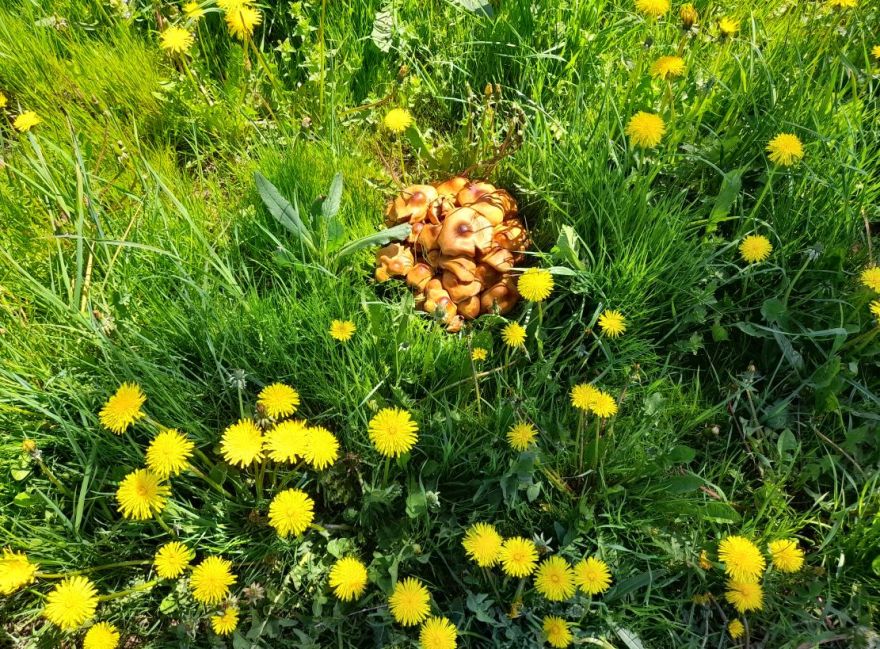 FOTO: Gadalaiki sajukuši? Sēnes blakus pienenēm