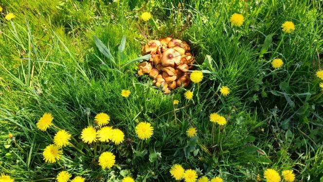 Attēls rakstam: FOTO: Gadalaiki sajukuši? Sēnes blakus pienenēm