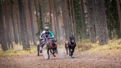 Attēls rakstam: ﻿Foto: Kamanu suņu sporta sezona atklāta ar "Zaļajiem gurķiem" Garkalnes pagastā un starptautisko sacensību medaļniekiem