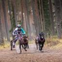 Attēls rakstam: ﻿Foto: Kamanu suņu sporta sezona atklāta ar "Zaļajiem gurķiem" Garkalnes pagastā un starptautisko sacensību medaļniekiem