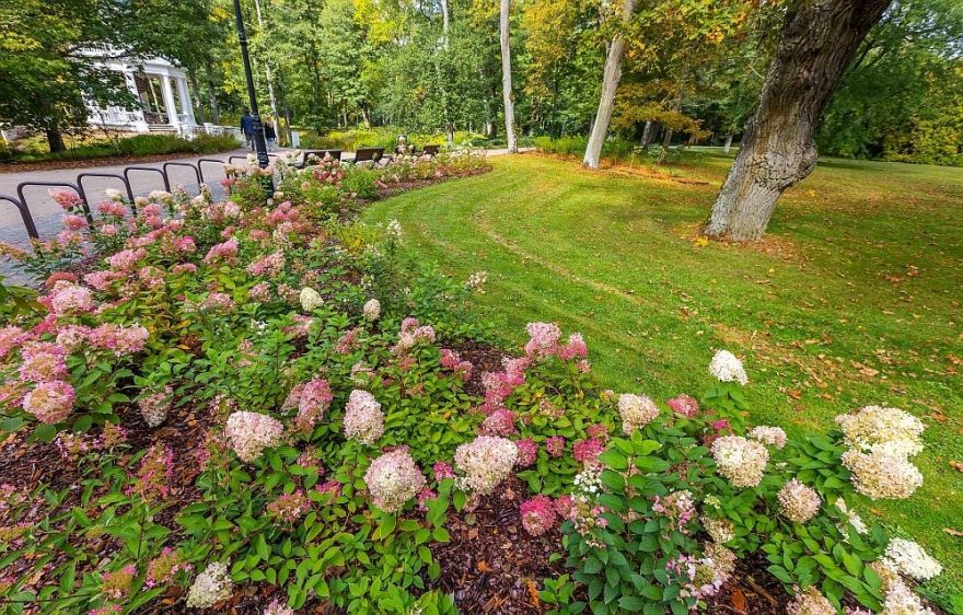 Foto: Ķemeru parkā bagātīgi zied aptuveni 600 skarainās hortenzijas