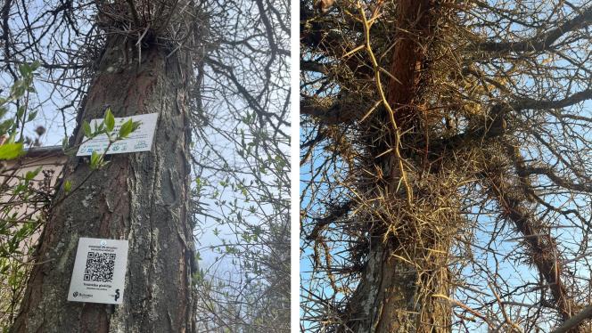 Attēls rakstam: FOTO: Klausies koku stāstus! Salaspilī izveidots jauns pastaigu maršruts