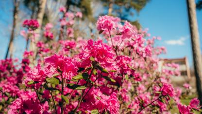 Attēls rakstam: Foto: Krāšņi uzziedējuši lielākie un vecākie rododendri Saulkrastos