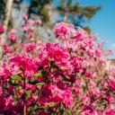 Attēls rakstam: Foto: Krāšņi uzziedējuši lielākie un vecākie rododendri Saulkrastos