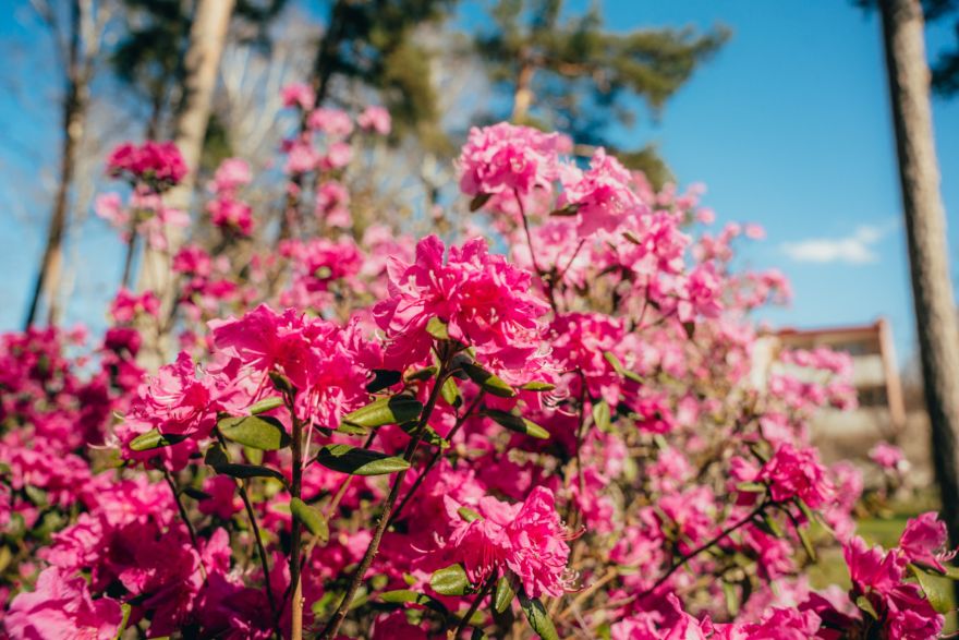 Foto: Krāšņi uzziedējuši lielākie un vecākie rododendri Saulkrastos
