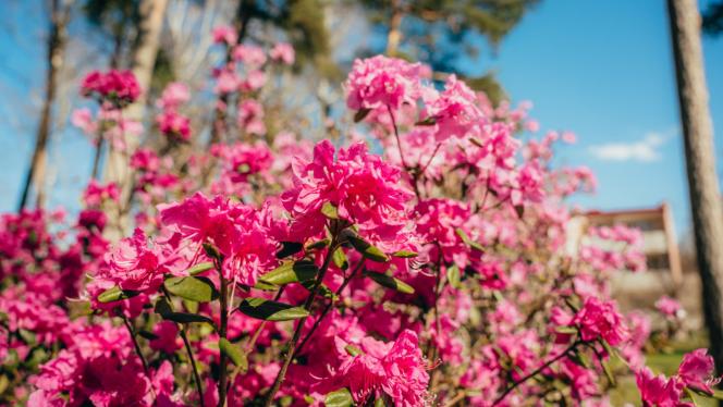 Attēls rakstam: Foto: Krāšņi uzziedējuši lielākie un vecākie rododendri Saulkrastos