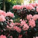 Attēls rakstam: FOTO: Krāsu eksplozija pie Babītes – rododendri zied pilnā krāšņumā