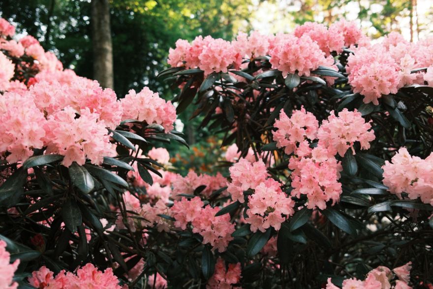 FOTO: Krāsu eksplozija pie Babītes – rododendri zied pilnā krāšņumā