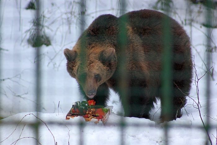 FOTO: Lāču llzītei dzimšanas dienā torte ar lasi un meža ogām