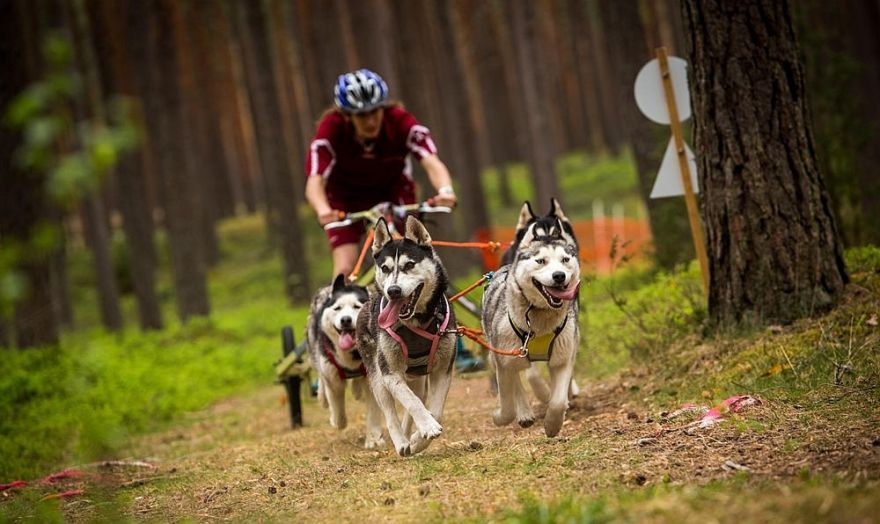 Foto: Latvijai četras uzvaras Pasaules kausa posmā kamanu suņu sportā Ādažu novadā