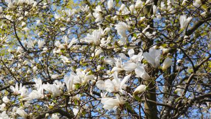 Attēls rakstam: FOTO: LU Botāniskajā dārzā krāšņi zied magnolijas