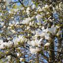 Attēls rakstam: FOTO: LU Botāniskajā dārzā krāšņi zied magnolijas