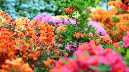 Attēls rakstam: FOTO: LU Botāniskajā dārzā sākuši ziedēt rododendri