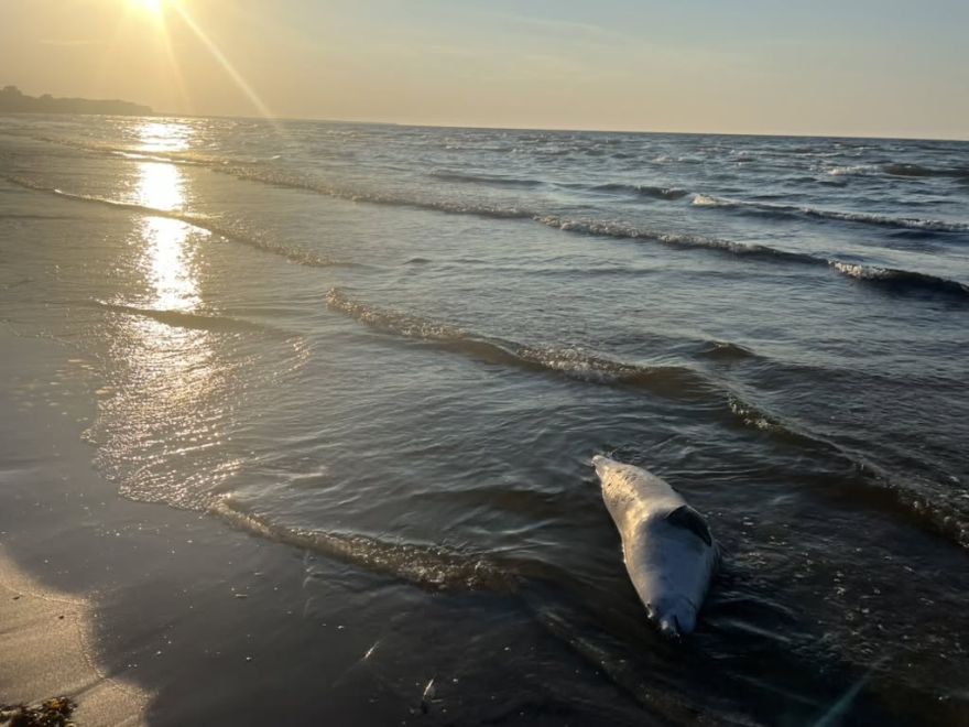 FOTO: Miris roņu mazulis Jūrmalā satrauc iedzīvotājus - vai bojāejā vainojams cilvēks?