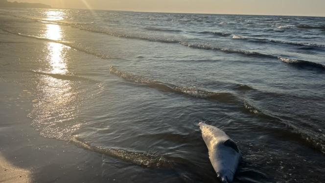 Attēls rakstam: FOTO: Miris roņu mazulis Jūrmalā satrauc iedzīvotājus - vai bojāejā vainojams cilvēks?