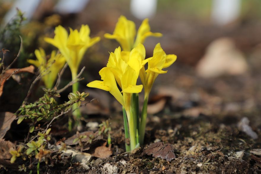 FOTO: No pūpoliem līdz sīpolpuķēm – pirmo pavasara ziedu noslēpumi Salaspilī