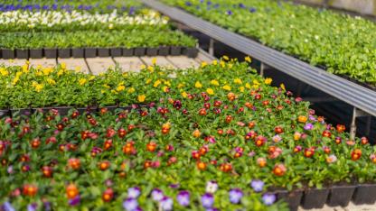 Attēls rakstam: Foto: Pavasara dobes Jūrmalā piepildīs tūkstošiem ziedu