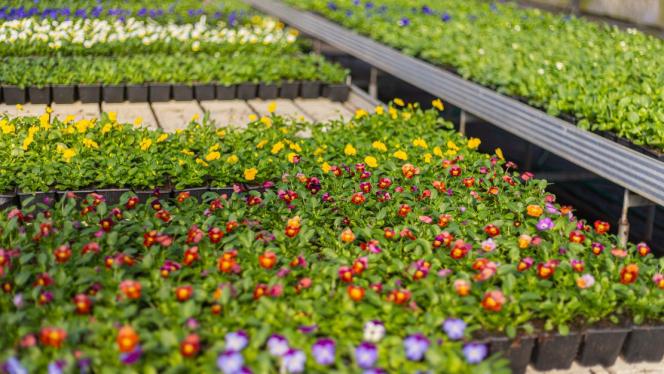 Attēls rakstam: Foto: Pavasara dobes Jūrmalā piepildīs tūkstošiem ziedu