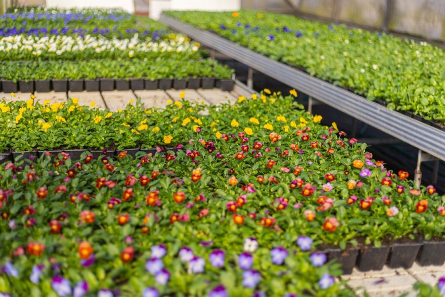 Foto: Pavasara dobes Jūrmalā piepildīs tūkstošiem ziedu
