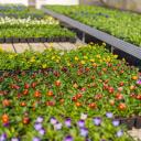 Attēls rakstam: Foto: Pavasara dobes Jūrmalā piepildīs tūkstošiem ziedu