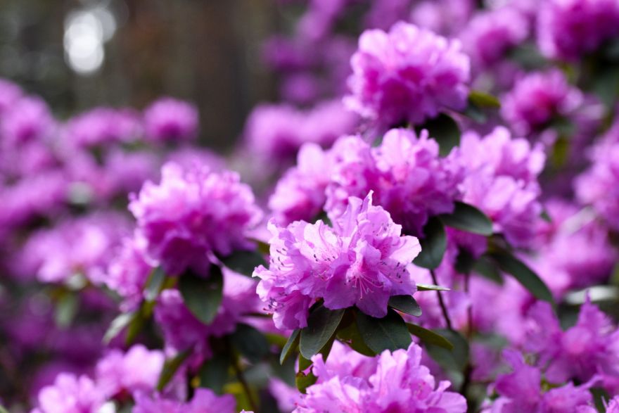 FOTO: Rododendru krāšņums sāk pārņemt Babītes mežu – pilnzieds gaidāms jau drīz