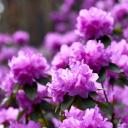 Attēls rakstam: FOTO: Rododendru krāšņums sāk pārņemt Babītes mežu – pilnzieds gaidāms jau drīz