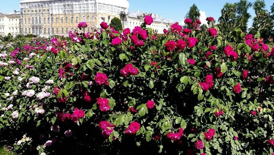 Foto: Rundālē krāšņi zied rozes