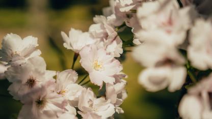 Attēls rakstam: FOTO: Saulkrastos pirmoreiz uzziedējušas sakuras, pārsteidzot pat pašvaldību