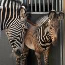 Attēls rakstam: FOTO: Tā nav parasta zebra: Rīgas zoodārzā piedzimusi apdraudētas sugas pārstāve