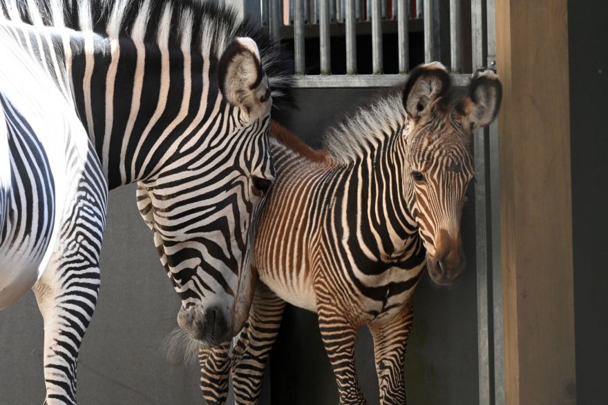 FOTO: Tā nav parasta zebra: Rīgas zoodārzā piedzimusi apdraudētas sugas pārstāve
