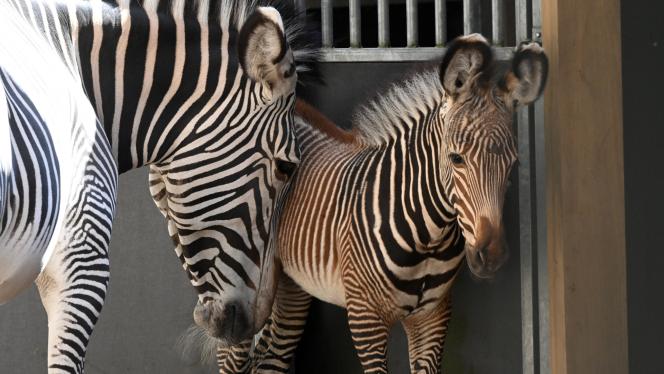Attēls rakstam: FOTO: Tā nav parasta zebra: Rīgas zoodārzā piedzimusi apdraudētas sugas pārstāve