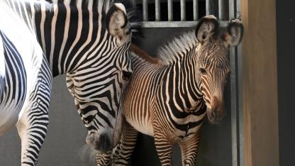 Attēls rakstam: FOTO: Tā nav parasta zebra: Rīgas zoodārzā piedzimusi apdraudētas sugas pārstāve