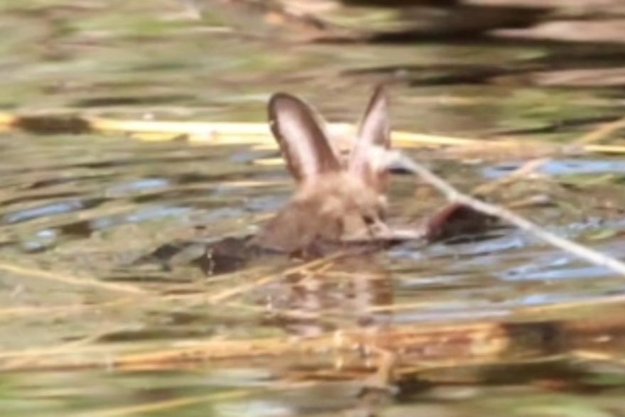 FOTO: Unikāli kadri Kaņiera ezerā: fotogrāfijās pirmoreiz fiksēts peldošs sikspārnis