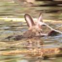 Attēls rakstam: FOTO: Unikāli kadri Kaņiera ezerā: fotogrāfijās pirmoreiz fiksēts peldošs sikspārnis