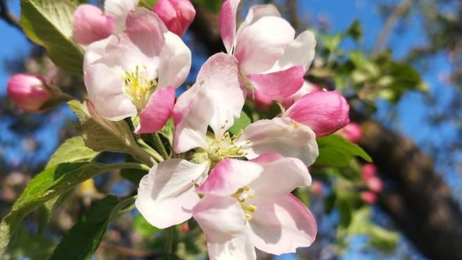 Attēls rakstam: FOTO: Vēsturiskais Salaspils ābeļdārzs zied pilnā krāšņumā