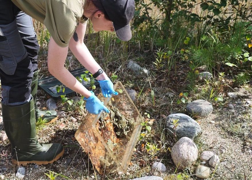 FOTO: Zoodārzā auguši, tagad jātiek galā pašiem – savvaļā izlaiž vairāk nekā 250 īpaši aizsargājamu dzīvnieku