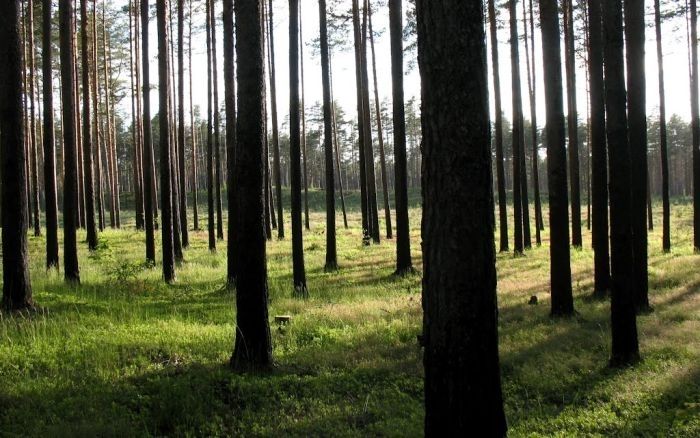 Garkalne plāno atļaut kailcirtes un apbūvi Pierīgas mežos