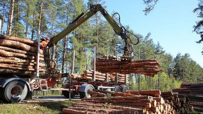 Attēls rakstam: Ģenerālprokuratūrā sākts kriminālprocess par iespējamiem AS "Latvijas valsts meži" nodarītiem zaudējumiem