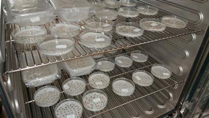 Attēls rakstam: Gēnu bankas bioloģiskajai daudzveidībai