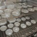 Attēls rakstam: Gēnu bankas bioloģiskajai daudzveidībai