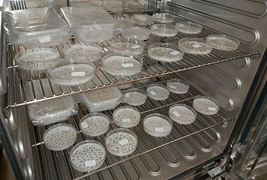 Gēnu bankas bioloģiskajai daudzveidībai