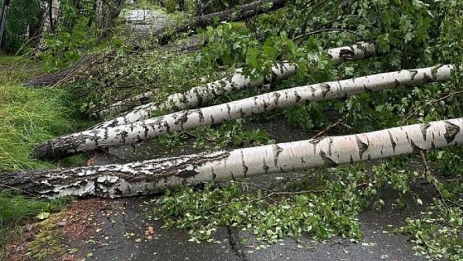 Attēls rakstam: Glābēji saņēmuši ap 2400 pieteikumu par vēja postījumiem