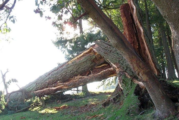 Glābējiem brīvdienās Pierīgā lielākās rūpes radījuši vēja nodarītie postījumi