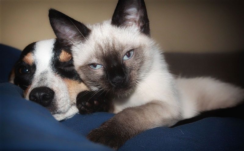 Iecerēts, ka mājdzīvniekus turpmāk varēs reģistrēt tikai pie veterinārārstiem