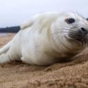 Attēls rakstam: Iedzīvotājus aicina netuvoties roņiem jūras piekrastē un sargāt no suņu uzbrukumiem