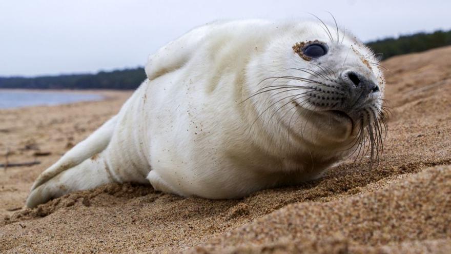 Attēls rakstam: Iedzīvotājus aicina netuvoties roņiem jūras piekrastē un sargāt no suņu uzbrukumiem