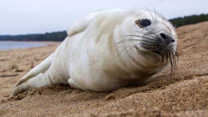 Attēls rakstam: Iedzīvotājus aicina netuvoties roņiem jūras piekrastē un sargāt no suņu uzbrukumiem