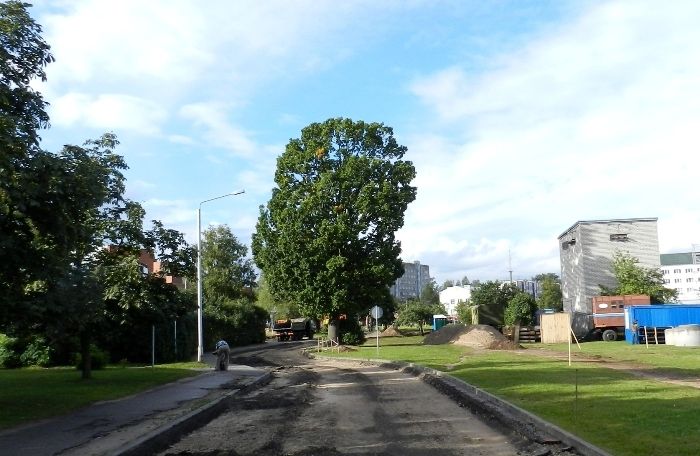Iespējams, Svilāns un ažiotāža presē būs glābuši simtgadīgo ozolu Salaspilī