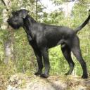 Attēls rakstam: Ikšķilē agresīvi suņi saplosa kaķi. Vietējie meklē suņu saimnieku